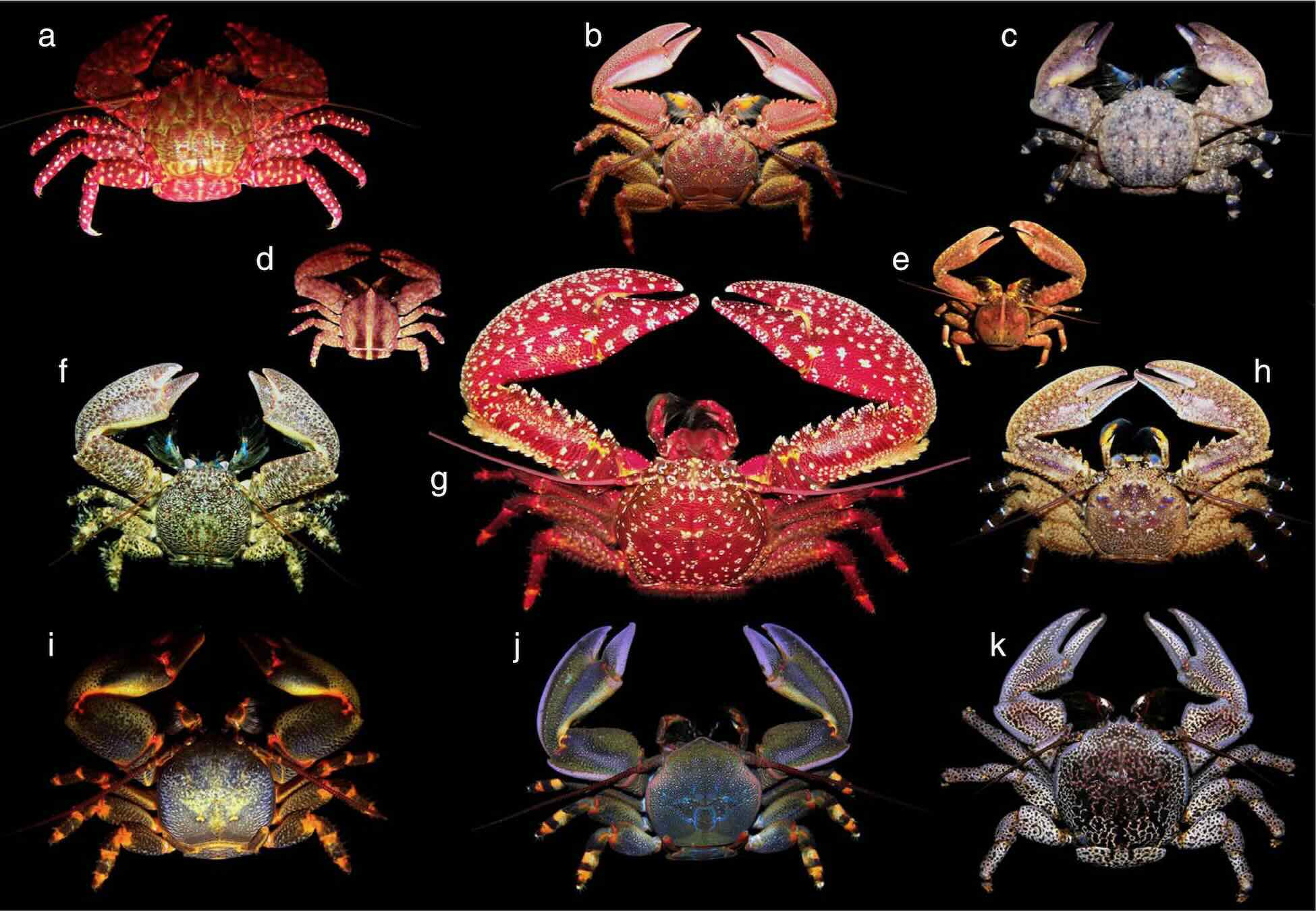 Picture of a range of types of crabs