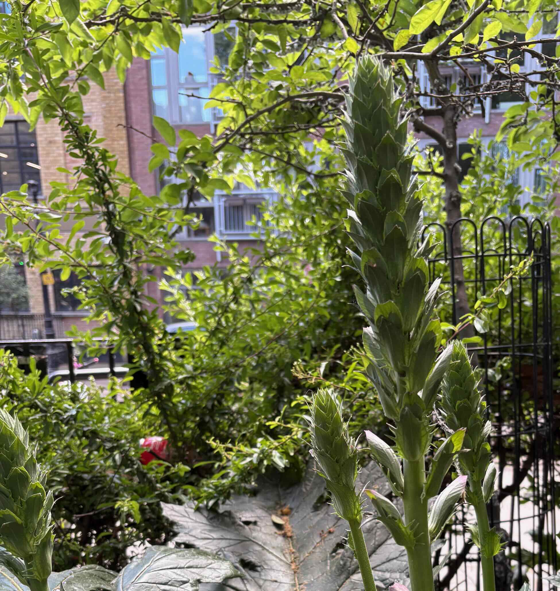 plants in a city garden with building behind