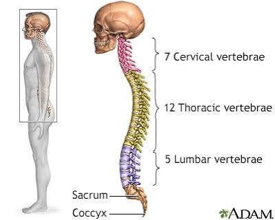 drawing of a human back with text indicating the names for the different areas